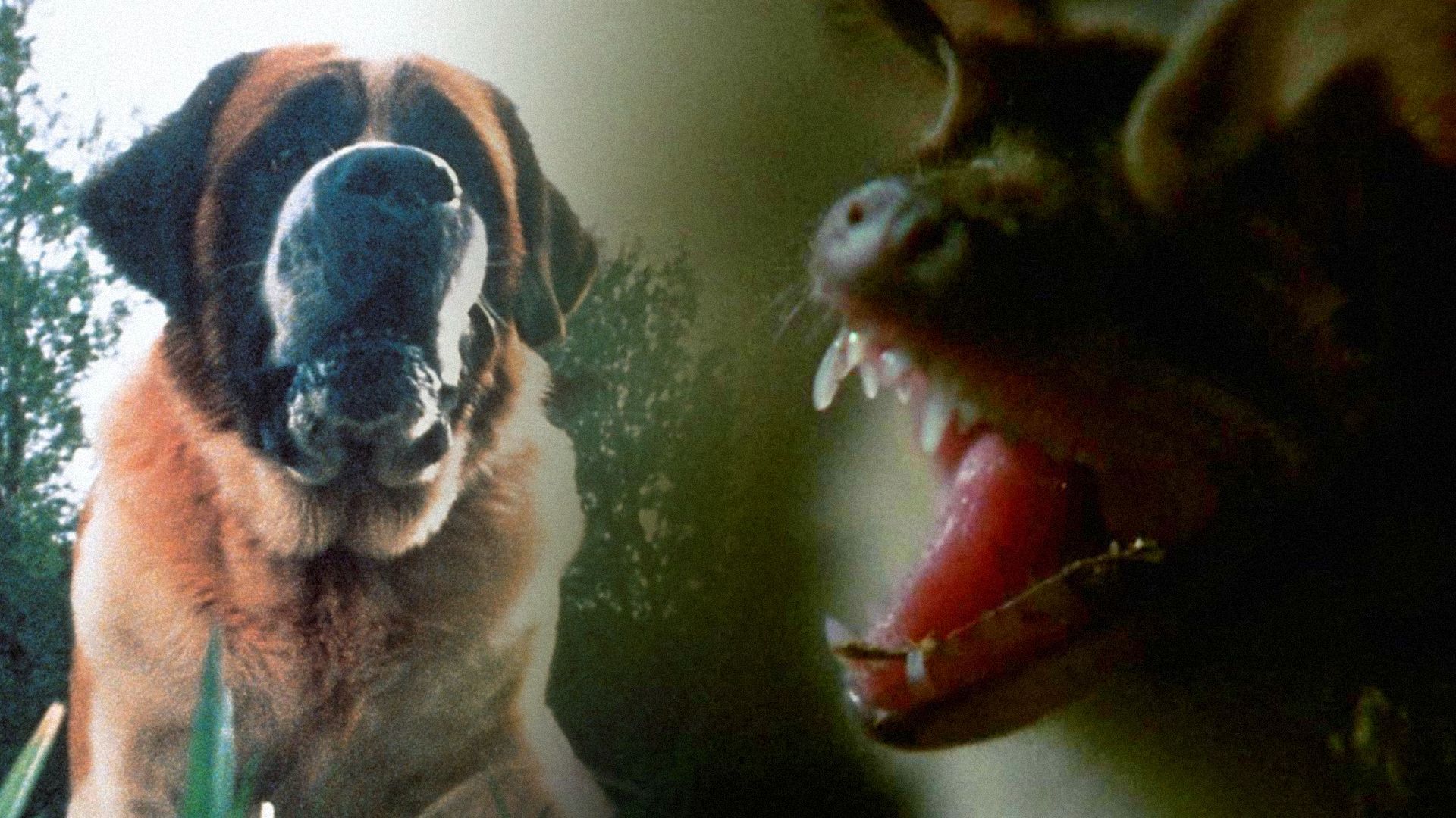 Un perro San Bernardo parado en el césped con un murciélago de boca abierta cerca