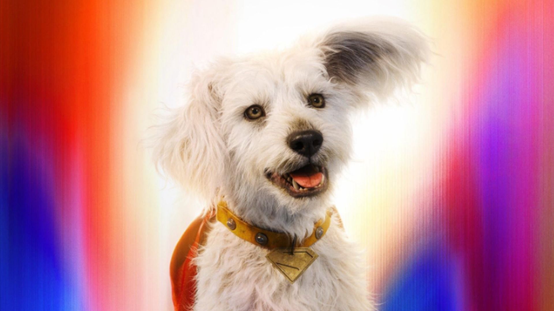 Perro blanco con capa roja sentado en luz azul-rosa